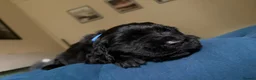 Flat coated Retriever dogs for sale: Flat coat retriever puppies for sale - Advert 16