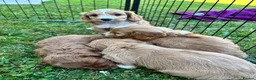 Cockapoo dogs for sale: Beautiful cockapoos - Advert 23