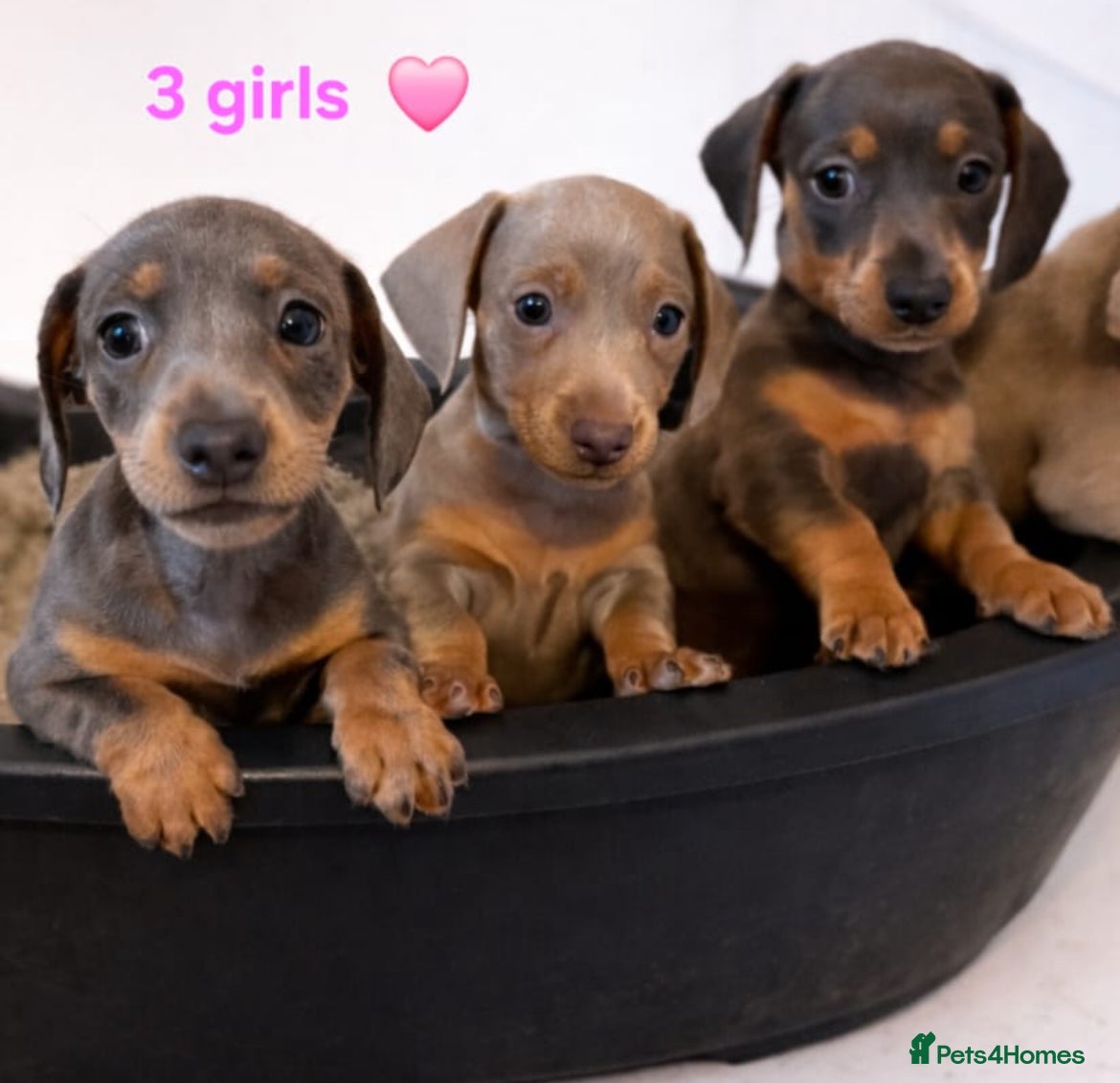 Dachshund dogs Stunning Dachshunds Viewing from 12 December  - Advert 15