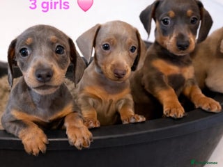 Dachshund dogs Stunning Dachshunds Viewing from 12 December - Advert 15
