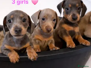 Dachshund dogs Stunning Dachshunds Viewing from 12 December - Advert 16