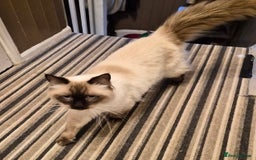 Ragdoll cats for sale: 2 Ragdoll brothers £350 each or £500 pair - Advert 3