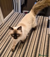 Ragdoll cats 2 Ragdoll brothers £350 each or £500 pair - Advert 8