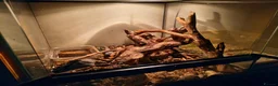 Frog reptiles for sale: Two green tree frogs with enclosure and lamp in Holywood - Advert 2