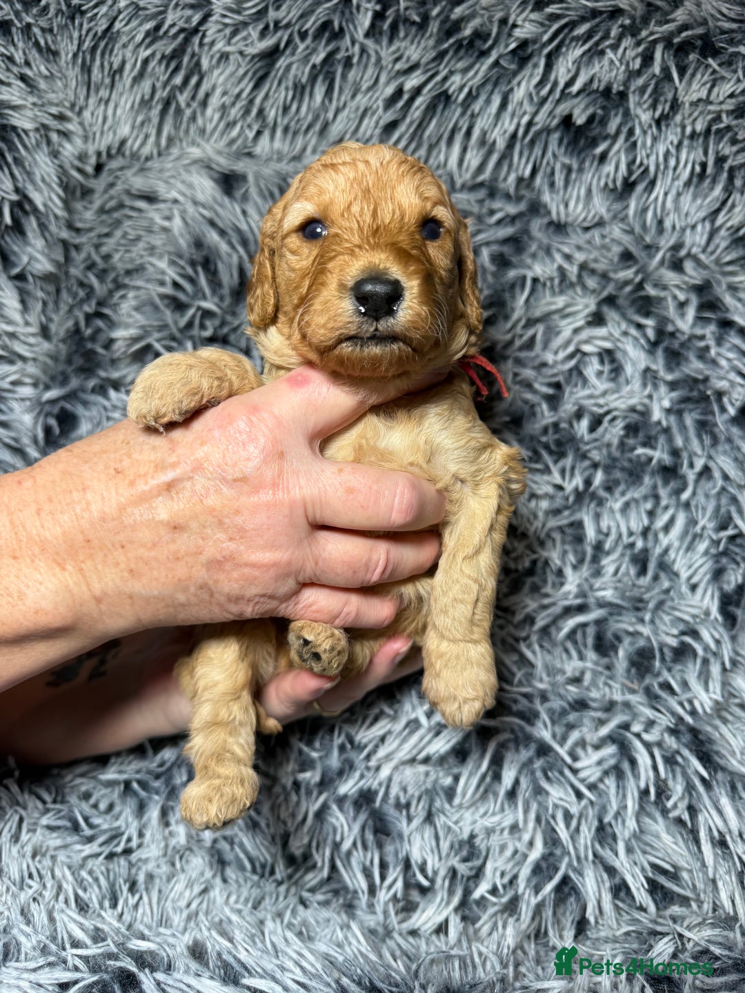 Labradoodle dogs for sale: Exceptional F1BB Labradoodle Puppies - Home Raised - Advert 6