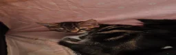 Mixed Breed cats for sale: 7 kittens for sale  - Advert 5