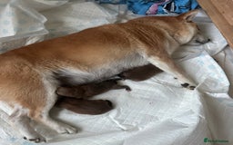 Japanese Shiba Inu dogs for sale: Gorgeous, KC-Registered Shiba Inu Puppies - Image 12