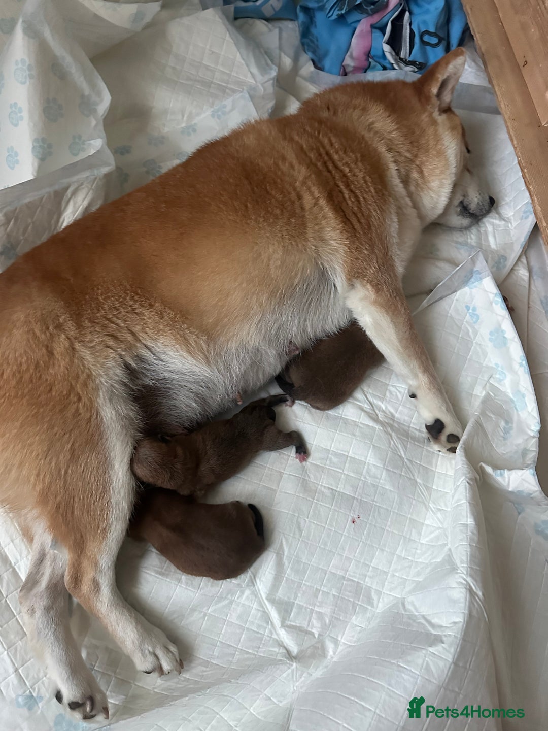 Japanese Shiba Inu dogs for sale: Gorgeous, KC-Registered Shiba Inu Puppies - Image 12