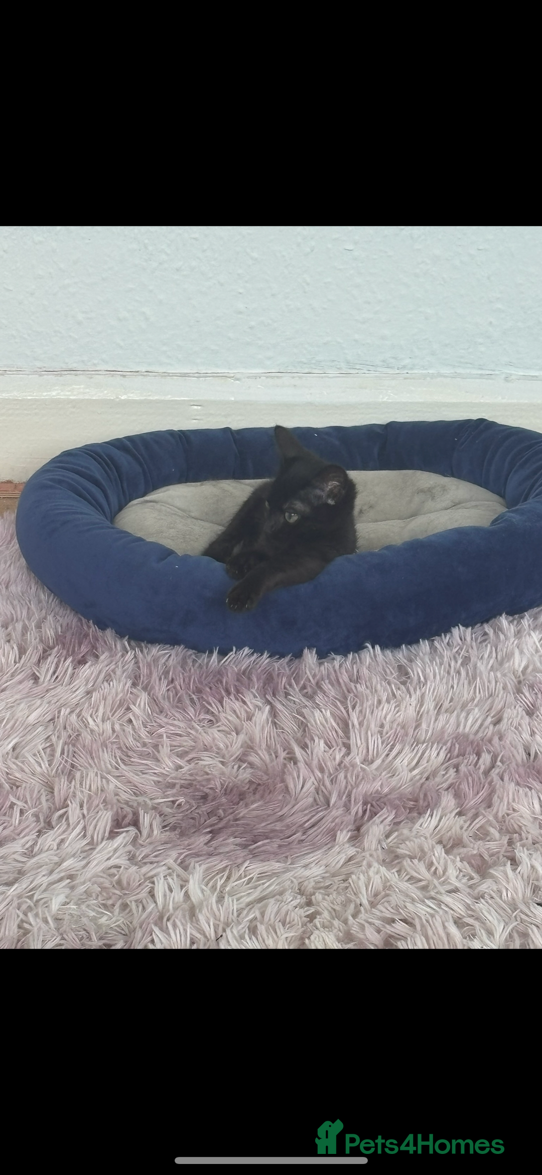 Mixed Breed cats for sale: 6 month old kitten, black with white patch. - Image 4