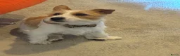Jack Russell dogs for sale: Benji in Maidstone - Advert 6