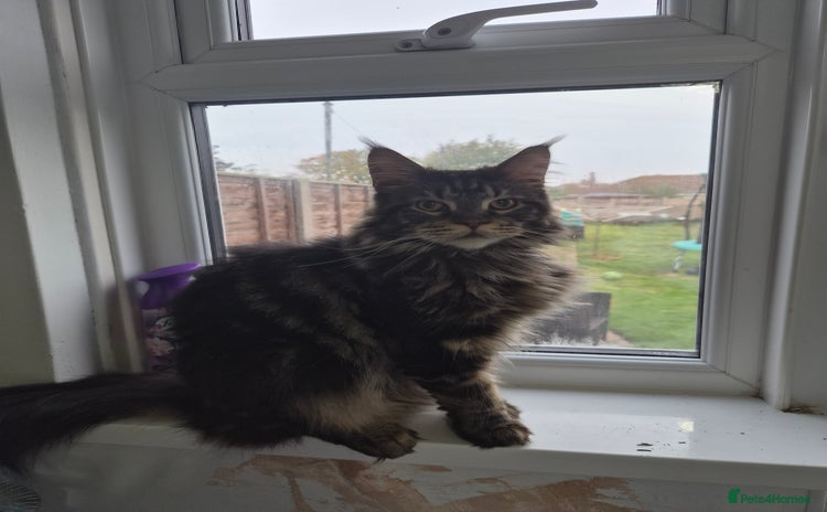 Maine Coon cats 1 year maine coon  - Advert 13