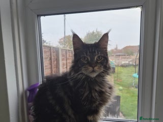 Maine Coon cats 1 year maine coon - Advert 8