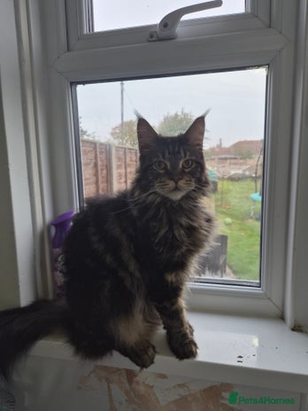 Maine Coon cats 1 year maine coon - Advert 13