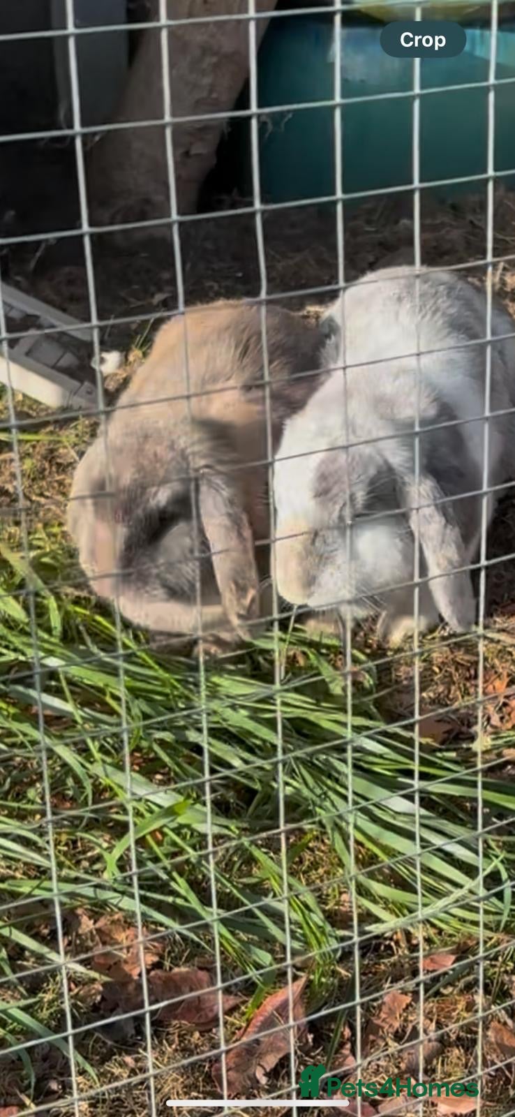 English Lop rabbits 2 bunny sisters for sale  - Advert 5