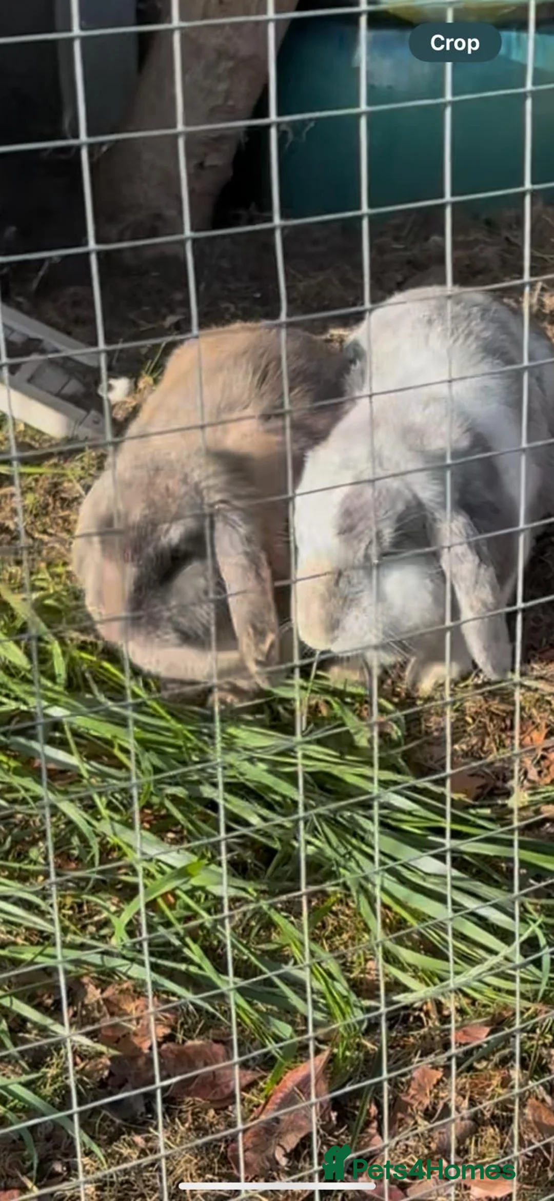 English Lop rabbits for sale: 2 bunny sisters for sale  in Brentwood - Advert 1