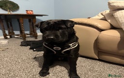 Shar Pei dogs for sale: shar pei - Image 2