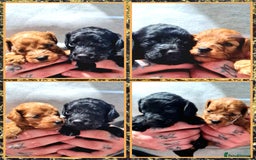 Cockapoo dogs for sale: 🎃PUMPKIN & RAVEN🐦‍⬛ - Image 2