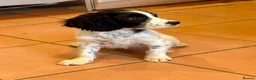 Cockalier dogs for sale: Gorgeous Covkalier puppies! - Advert 12