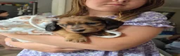 Miniature Dachshund dogs for sale: 4 beautiful long haired miniature dachshund pups in Salisbury - Advert 11