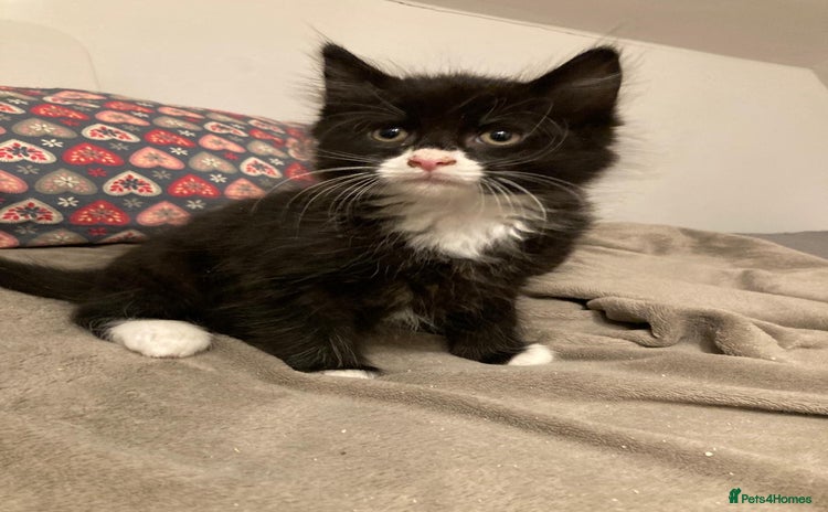 British Longhair cats - Advert 23