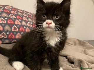 British Longhair cats - Advert 7