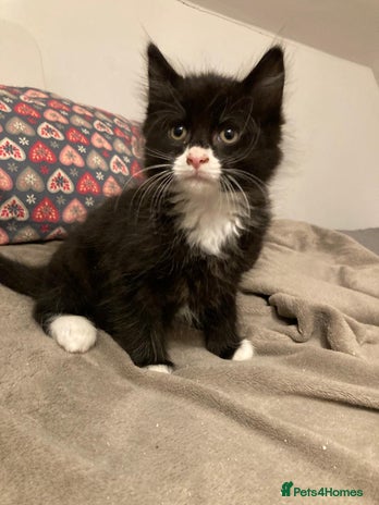 British Longhair cats - Advert 23