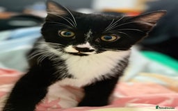 Domestic Shorthair cats for sale: Kittens ready now  - Image 3
