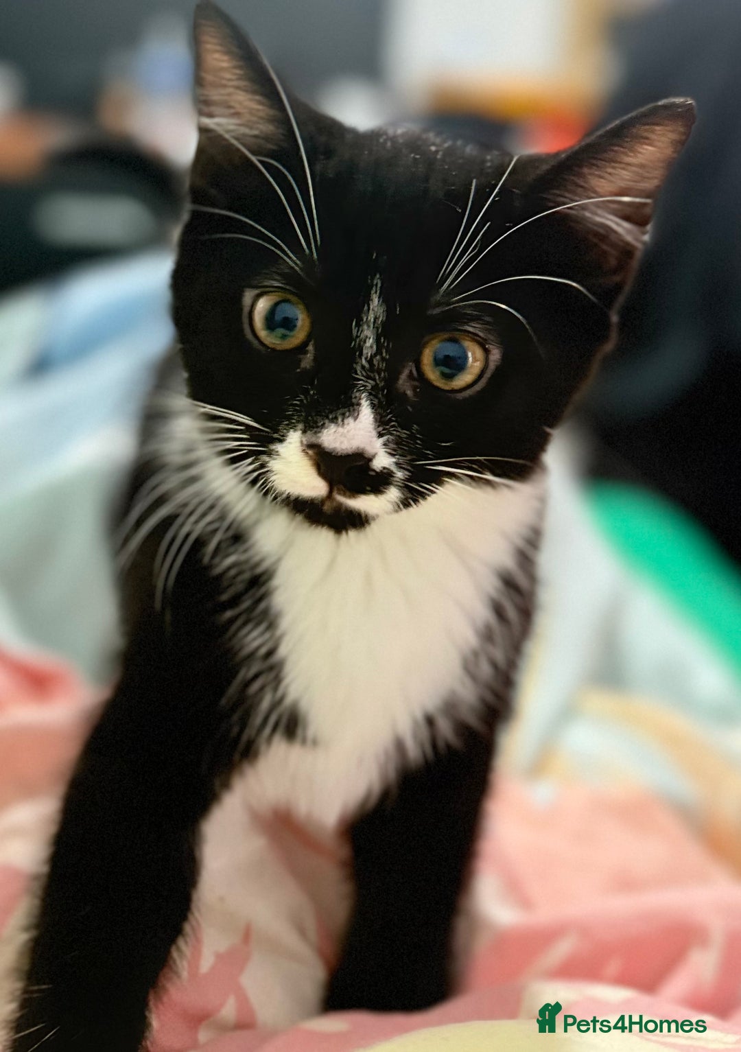 Domestic Shorthair cats for sale: Kittens ready now  - Image 3