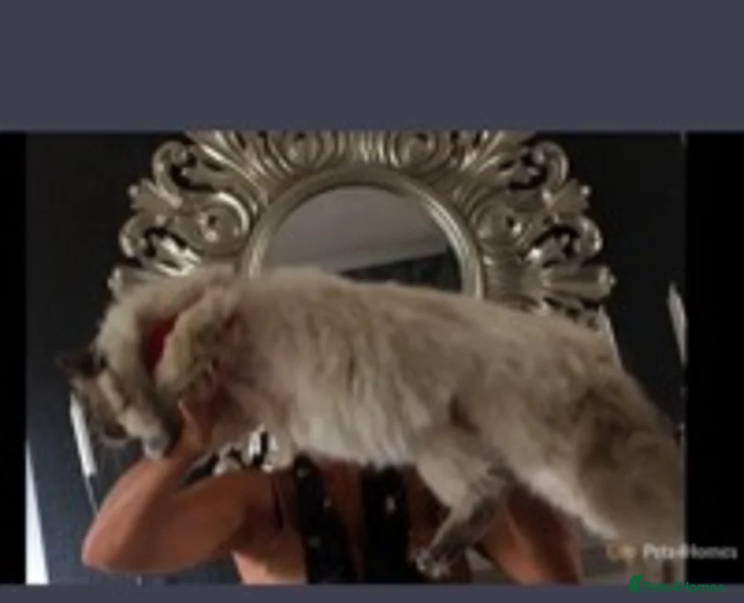 Ragdoll cats for stud: STUD Large Blue point ragdoll 100% proven stud . in Brighouse - Advert 10