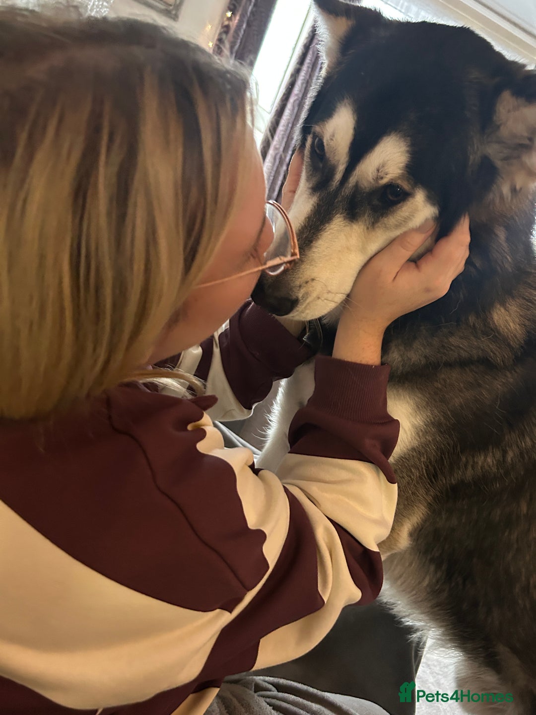 Utonagan dogs for sale: Gorgeous Husky/Malmute looking for new family - Advert 3