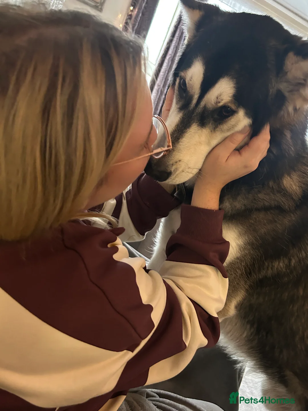 Utonagan dogs for sale: Gorgeous Husky/Malmute looking for new family - Advert 3