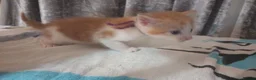 Mixed Breed cats for sale: Adorable Kittens looking for their Forever Home - Advert 9