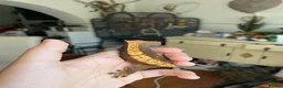Gecko reptiles for sale: Pascal the Crested Gecko in Trowbridge - Advert 2