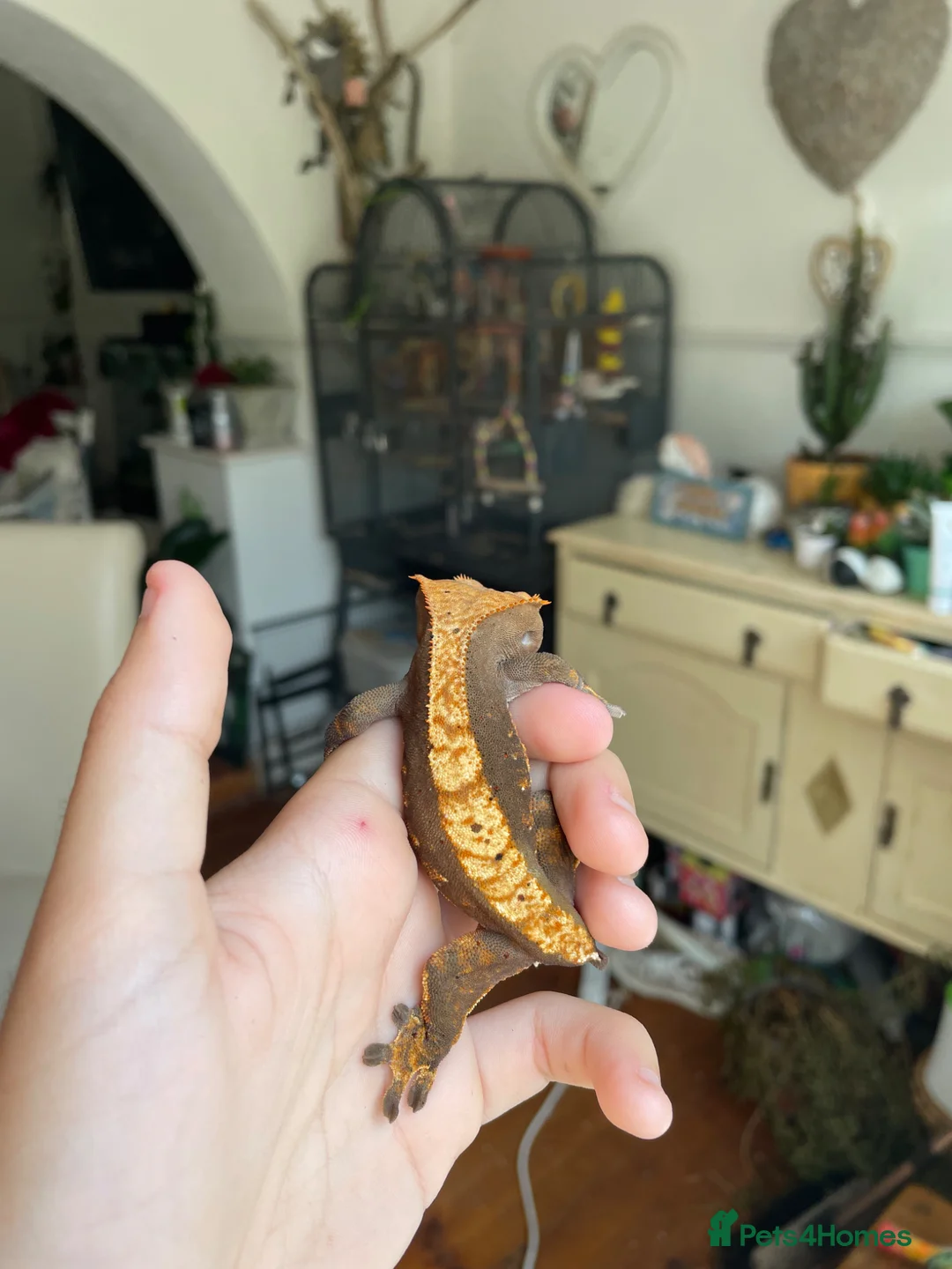 Gecko reptiles for sale: Pascal the Crested Gecko in Trowbridge - Advert 2
