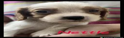 Cockalier dogs for sale: Beautiful Cockaliers - Advert 11