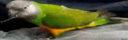 Parrots birds for sale: Tame 3 & Half Year Senegal Parrot For New Home, - Advert 6
