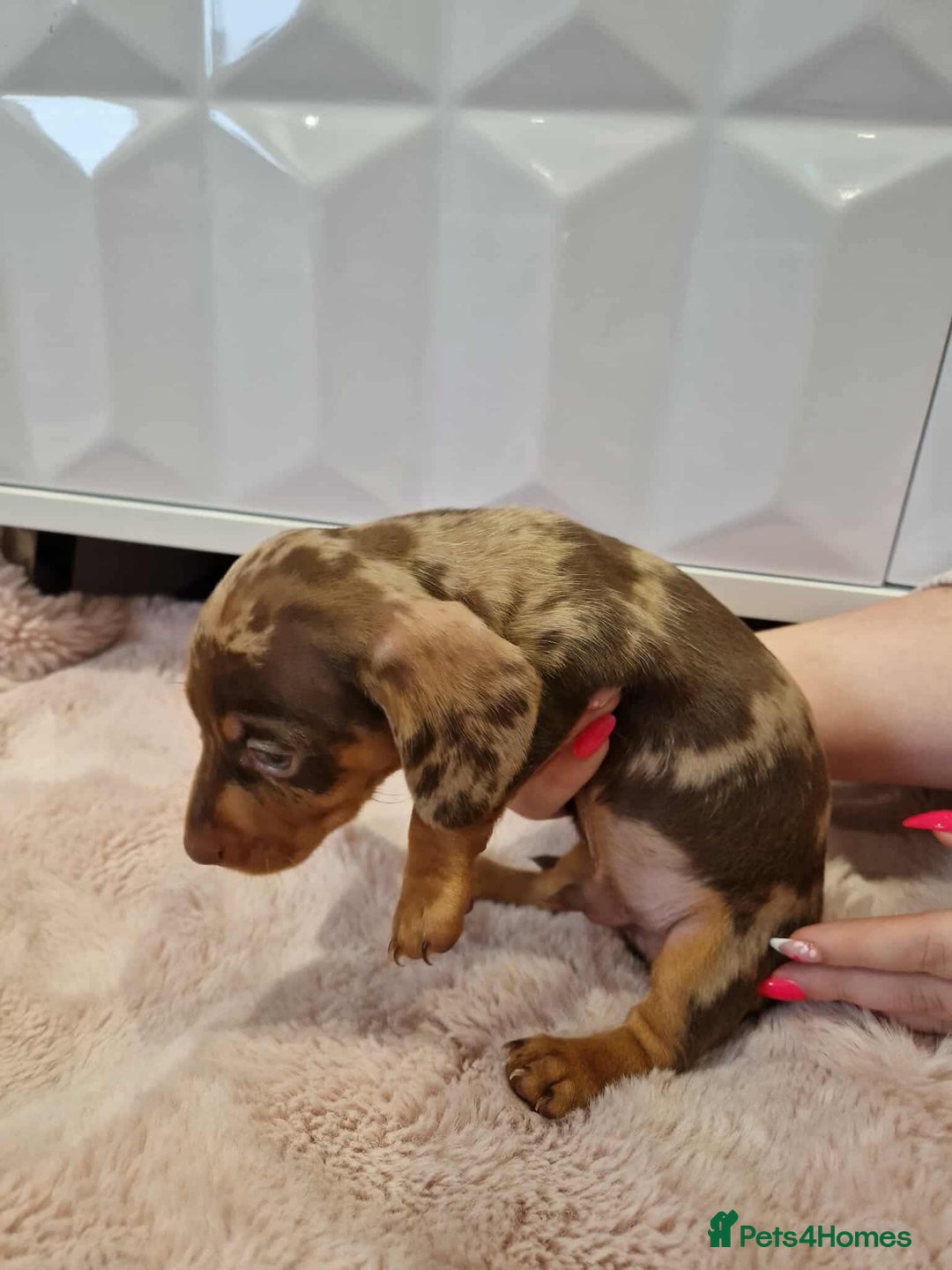 Miniature Dachshund dogs for sale: Only 4 left! Adorable Mini Dachshund Puppies 🐾🐶 - Image 14