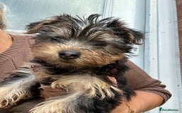 Yorkshire Terrier dogs for sale: Yorkshire terriers 1 boy 3 girls - Image 11