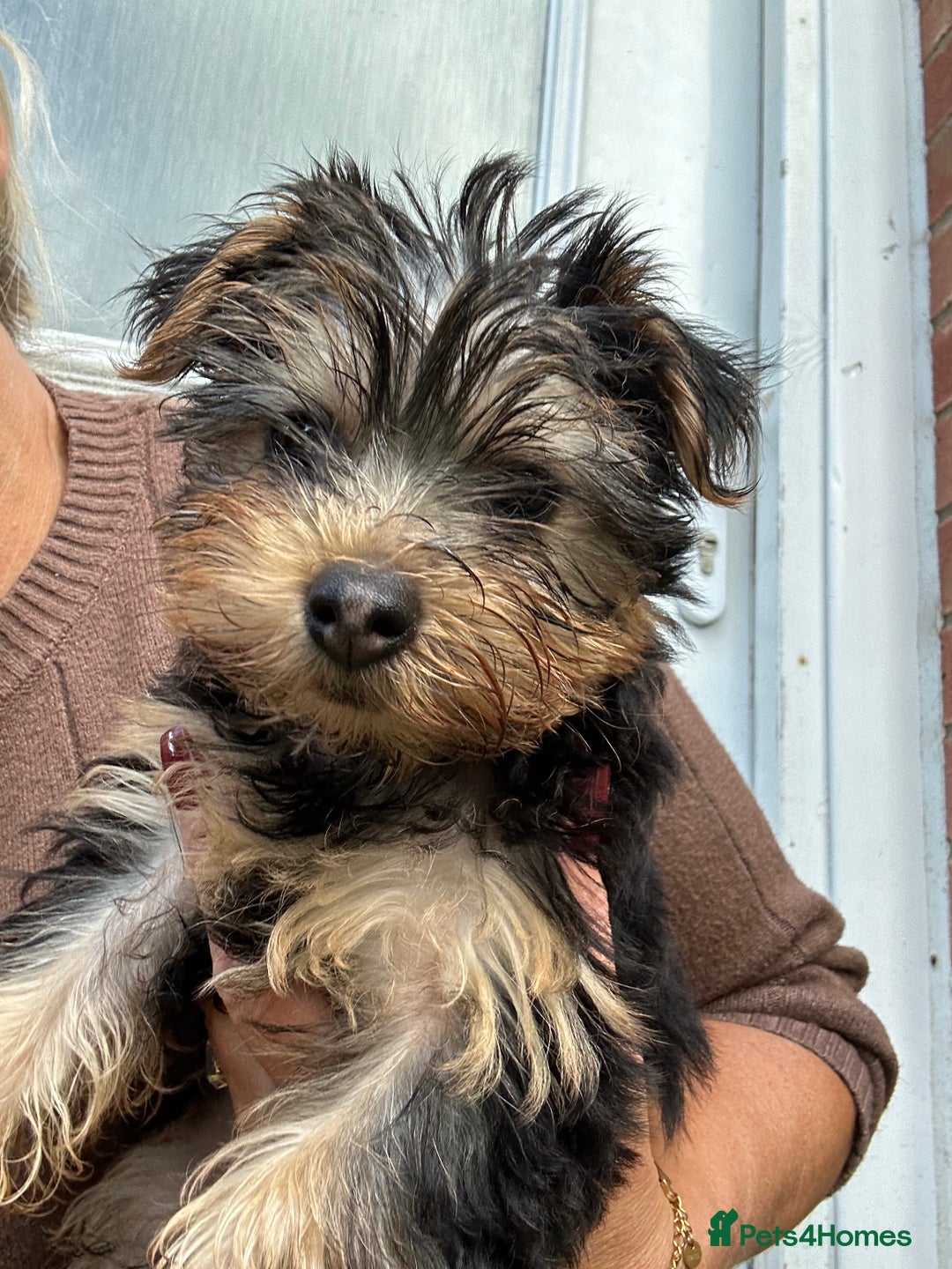 Yorkshire Terrier dogs for sale: Yorkshire terriers 1 boy 3 girls - Image 11