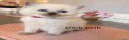 Ragdoll cats for sale: 4 Female Purebred Blue Point & Blue Mitted Ragdoll - Advert 19