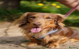 Miniature Dachshund dogs for stud: Ralph  - Image 2