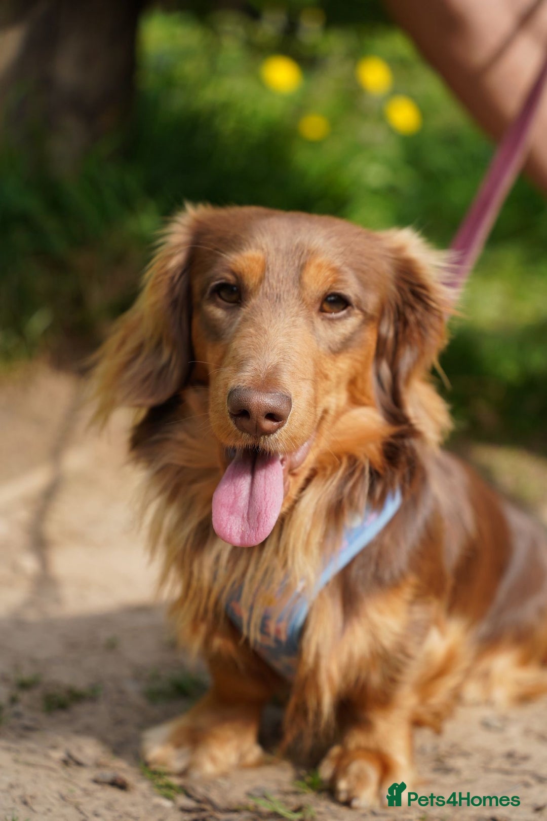 Miniature Dachshund dogs for stud: Ralph  - Image 2