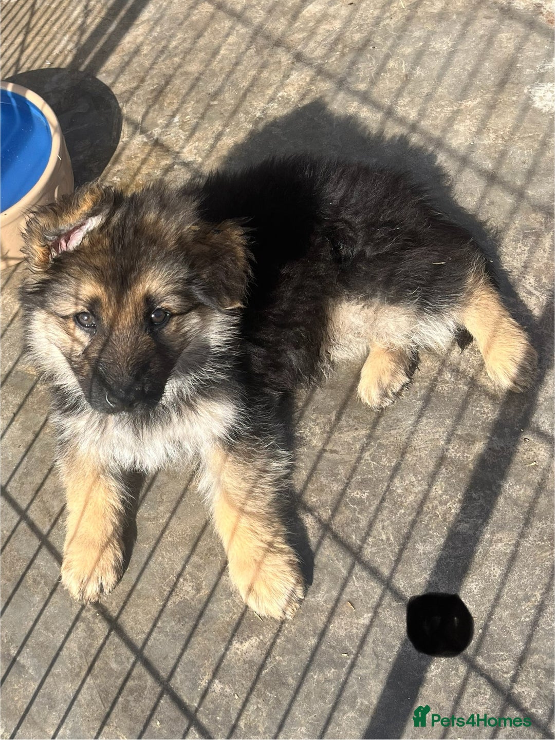 German Shepherd dogs for sale: German shepherd pups - Image 8