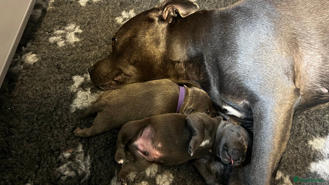 Staffordshire Bull Terrier dogs for sale: Blue Staffordshire Bull Terrier KC Registered  - Advert 11