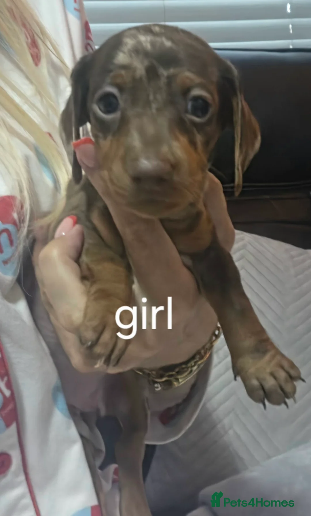 Dachshund dogs for sale: 8 Dachshund Puppies Looking for Their Forever Home - Advert 2