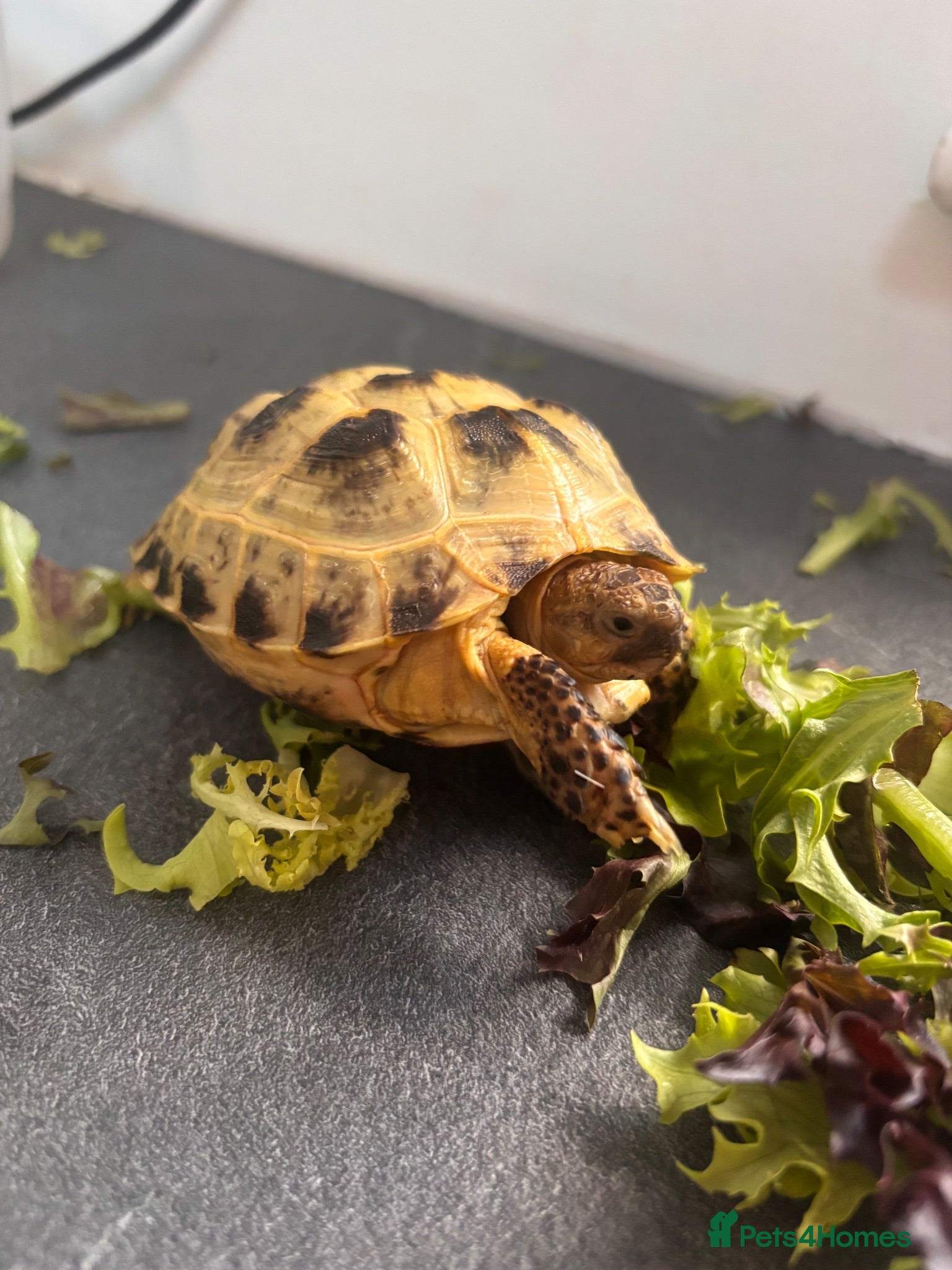 Tortoise reptiles Horsefield tortoise complete with home - Advert 1