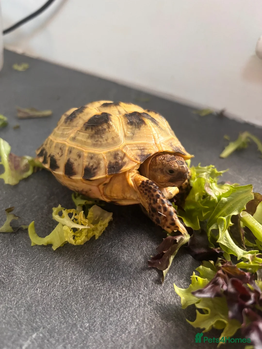 Tortoise reptiles for sale: Horsefield tortoise complete with home in Peterborough - Advert 1