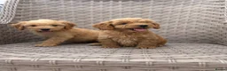 Cockapoo dogs for sale: PRA CLEAR F1 cockapoo puppies - Advert 10
