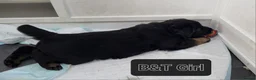 German Shepherd dogs for sale: Stunning GSD Litter - Advert 3