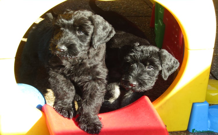 Giant Schnauzer dogs - Advert 1